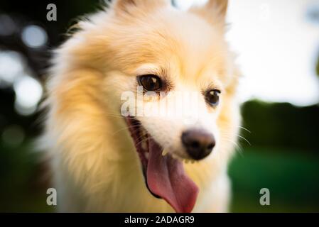 Spitz pomeranian dog outdoors portrait Banque D'Images
