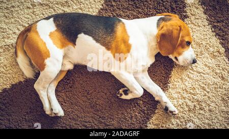 Chien de race beagle dort sur la moquette, vue de dessus Banque D'Images