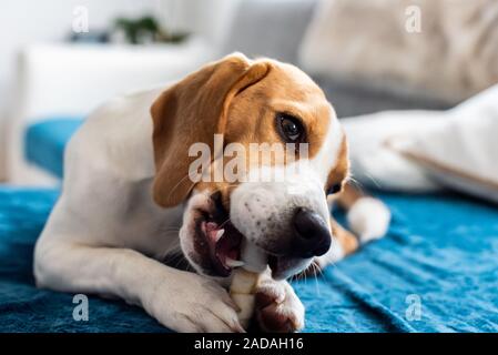 Chiot Beagle à mâcher sur un chien snack Banque D'Images