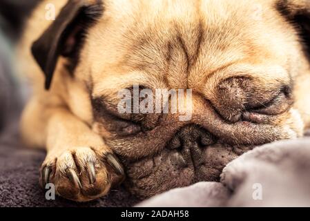 Close up of Cute face couchage Chien pug reste dans le canapé, table Banque D'Images