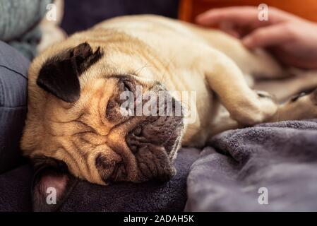 Close up of Cute face couchage Chien pug reste dans le canapé, table Banque D'Images