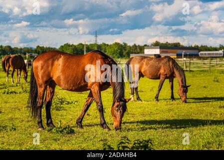 Trois beaux chevaux au pâturage pâturage ensoleillé verdoyant à l'extérieur l'été sur champ vert Banque D'Images