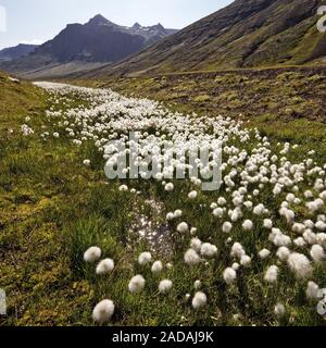 (Eriophorum linaigrette de spec.), la fructification dans Fagridalur, est de l'Islande, Islande, Europe Banque D'Images