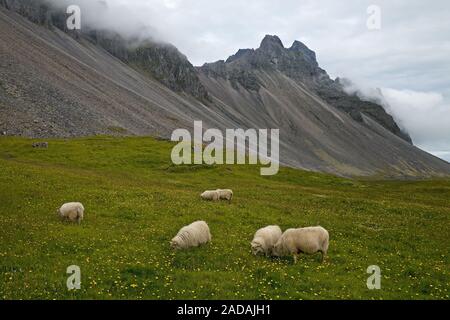Le mouton domestique (Ovis ammon f. bélier), troupeau, Vestrahorn, Islande