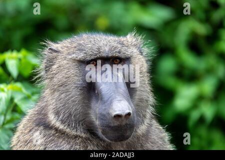 Tête de babouin chacma, Ethiopie, Afrique de la faune Banque D'Images