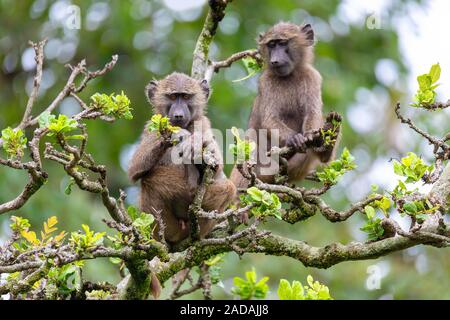 Babouin chacma sur l'arbre, l'Éthiopie, l'Afrique de la faune Banque D'Images