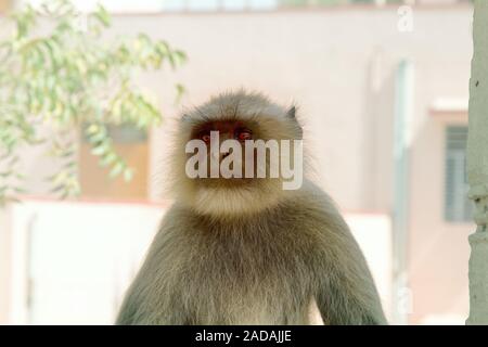 Langur portrait close-up. Banque D'Images