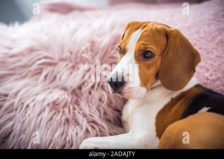 Chien Beagle repose sur un canapé dans la salle de séjour sur coussin rose moelleux Banque D'Images