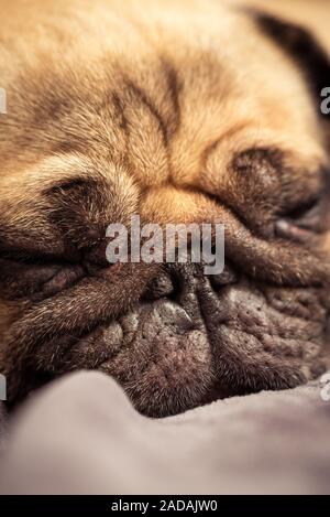 Close up of Cute face couchage Chien pug reste dans le canapé, table Banque D'Images