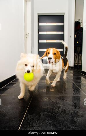 Deux chiens qui courent à l'intérieur jouer ensemble Banque D'Images