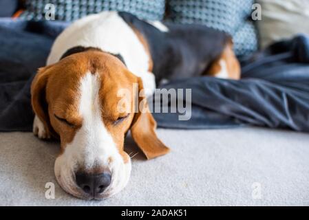 Chien Beagle fatigué dort sur un divan Banque D'Images