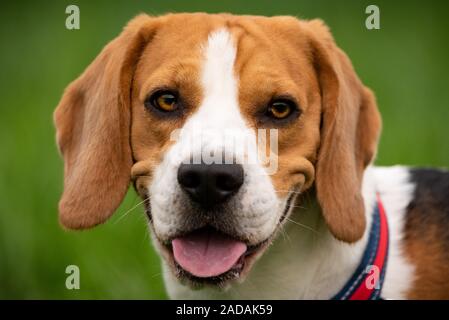 Portrait de chien beagle à l'extérieur dans la nature Banque D'Images