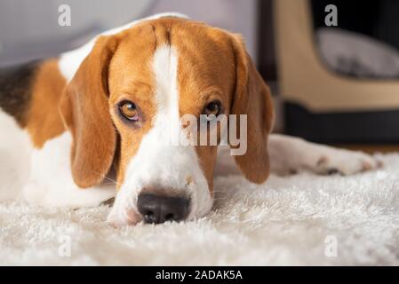 Chien Beagle fatigué dort sur un tapis blanc marbre Banque D'Images