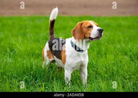 Chien Beagle on Green grass field dans un ressort Banque D'Images