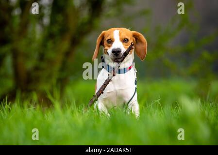 Chien Beagle courir et sauter avec bâton à travers champ d'herbe verte dans un ressort Banque D'Images