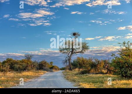 Moremi, paysage sauvage de l'Afrique Banque D'Images