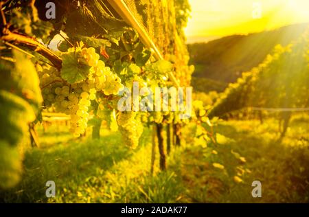 Raisins verts sur vigne sur fond lumineux Banque D'Images