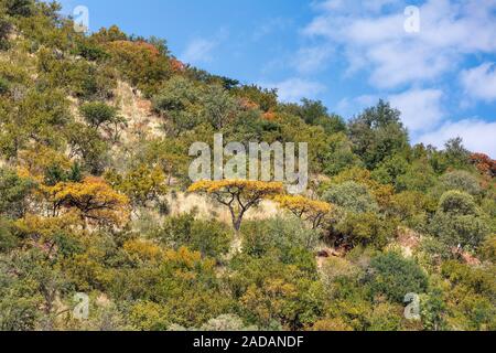 Paysage Parc National de Pilanesberg, Afrique du Sud Banque D'Images