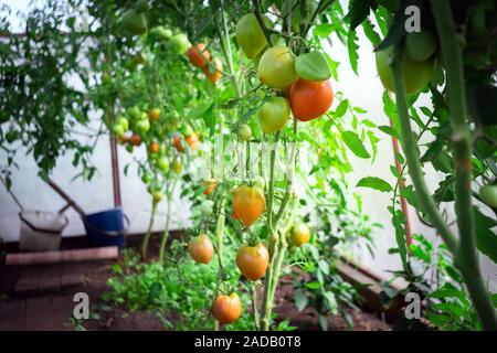 Succursale de plant de tomate. Ils ne sont pas mûrs, pas encore venu de tomates cerises. Les tomates vertes et orange. L'agriculture biologique. Banque D'Images