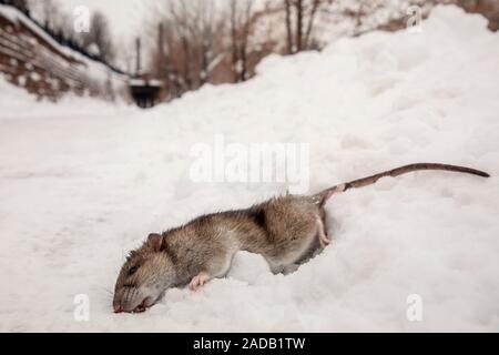 Rat mort dans la neige - Golden, Colorado, USA Banque D'Images