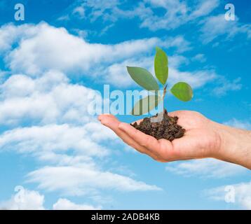 Tournage au Palms comme un symbole de la protection de la nature Banque D'Images