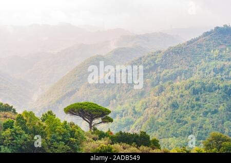 Seule la production d'arbres de pins méditerranéens sur le sommet de la colline. Les forêts d'arbres à feuilles persistantes le gradient de remplissage gamme montagne enveloppée de brouillard. Misty Itali Banque D'Images