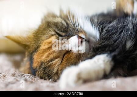 La jeune chat tigré, profitant de ce que les chats font de mieux, détend et dort sur le canapé Banque D'Images