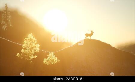 Deer mâle en forêt au coucher du soleil Banque D'Images