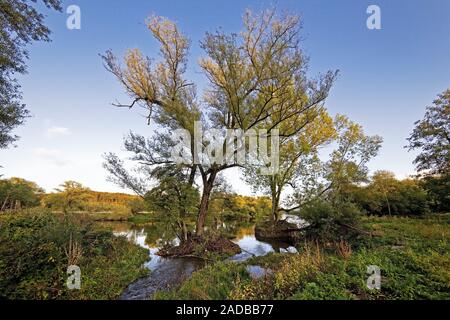 Rivière Elbsche bouche dans la Ruhr, près de Wengern, Wetter, Ruhr, Allemagne, Europe Banque D'Images