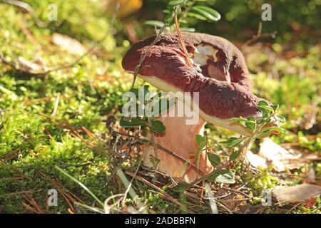 Champignons pierre pin Banque D'Images