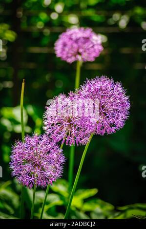 Dans la lumière du soleil sur le pourpre aliums fond naturel. Banque D'Images