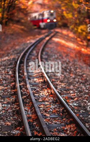 Budapest, Hongrie - beau décor de l'automne dans le bois de Huvosvolgy hongrois aux couleurs orange et rouge forêt d'automne et le feuillage. Chil Banque D'Images