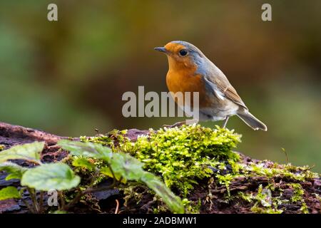 European robin (Erithacus rubecula aux abords de la forêt en quête de nourriture) Banque D'Images