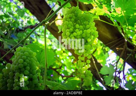 Raisin blanc suspendu à une vigne vignoble avec arrière-plan flou Banque D'Images