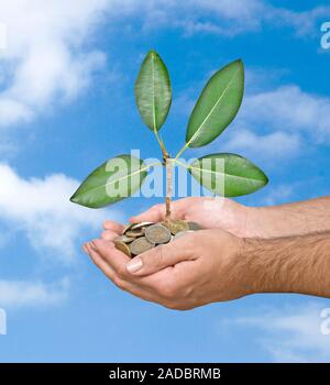 Palms avec un jeune arbre passant de tas de pièces de monnaie Banque D'Images