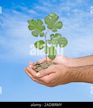 Palms avec un jeune arbre passant de tas de pièces de monnaie Banque D'Images