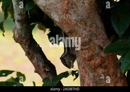 Indian écureuil dans un arbre de manger des noix Banque D'Images