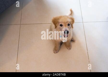 Fluffy mignon chiot Golden calmement assis sur le plancher Banque D'Images