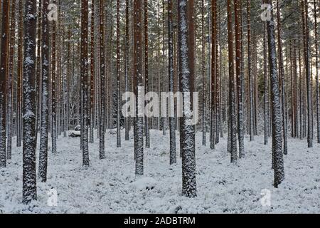 Une forêt de pins enneigés en bref l'heure avancée de la nuit polaire à temps. Banque D'Images