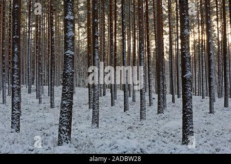 Une forêt de pins enneigés en bref l'heure avancée de la nuit polaire à temps. Banque D'Images