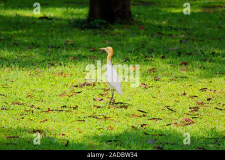 Aigrette oiseau trouve principalement dans les pays asiatiques debout sur l'herbe verte Banque D'Images