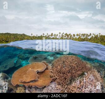 La moitié au-dessus, la moitié en dessous de scène avec une barrière de corail ci-dessous et une île couverte de palmiers au-dessus, les Fidji. Banque D'Images