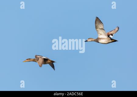 Paire de canards chipeaux naturelles canards (Anas strepera) flying in sky Banque D'Images