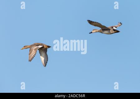 Couple de canard canard chipeau isolées (Anas strepera) flying in sky Banque D'Images