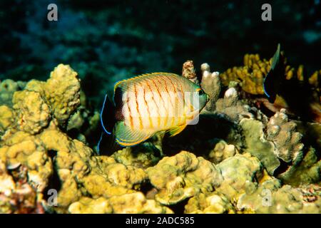 L'angelfish blacktail, Centropyge eibli, est également connu comme l'Eibl poissons-anges, la mer d'Andaman, en Thaïlande. Banque D'Images