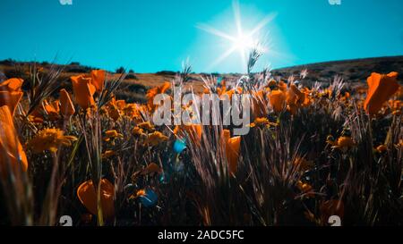 Une merveilleuse journée dans le bloomy Antelope Valley California Poppy Réserver État réserve Banque D'Images