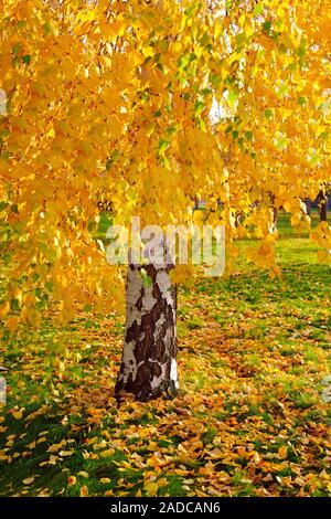 Le bouleau jaune vif avec beaucoup de feuilles tombées sur la pelouse de l'herbe verte dans le parc en automne, saison d'or Banque D'Images