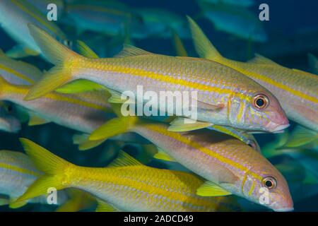 L'albacore, goatfish Mulloidichthys vanicolensis, New York. Banque D'Images