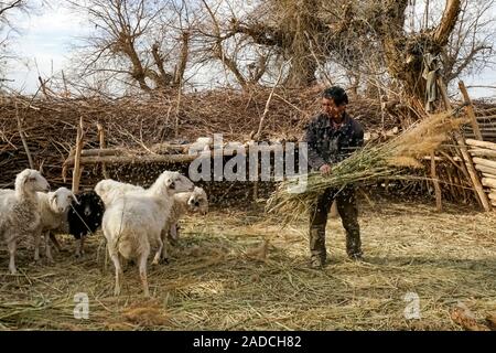 (191204) -- URUMQI , le 4 décembre 2019 (Xinhua) -- Imin rss les moutons de Darya Boyi Comté Yutian ville dans le nord-ouest de la Chine, la Région Autonome Uygur du Xinjiang, le 15 novembre 2019. Avant de passer à la nouvelle colonie le 17 novembre et le 18 novembre de cette année, la maison d'Imin berger était au coeur de l'Désert Taklimakan, le deuxième plus grand désert de sable dans le monde. Pour des centaines d'années, les ancêtres d'Imin ont installés le long de la rivière Keriya, qui coule du sud au nord jusqu'au cœur de dunes de sable sans fin, en plus comme des doigts et en fournissant la source d'eau pour l'habitat humain. E Banque D'Images