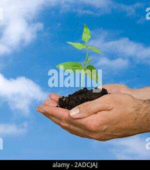 Tournage au Palms comme un symbole de la protection de la nature Banque D'Images